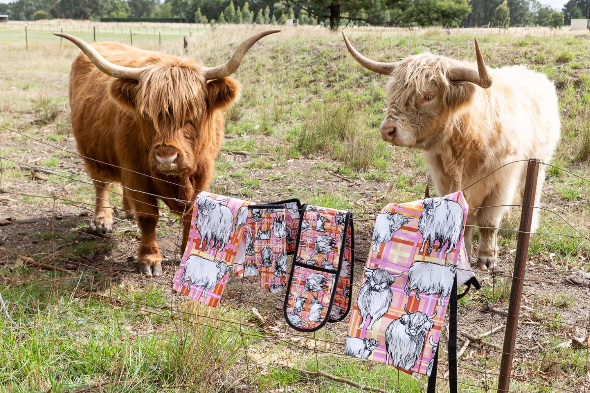 2 highland cows in paddock behind fence with cow tea towels and oven gloves