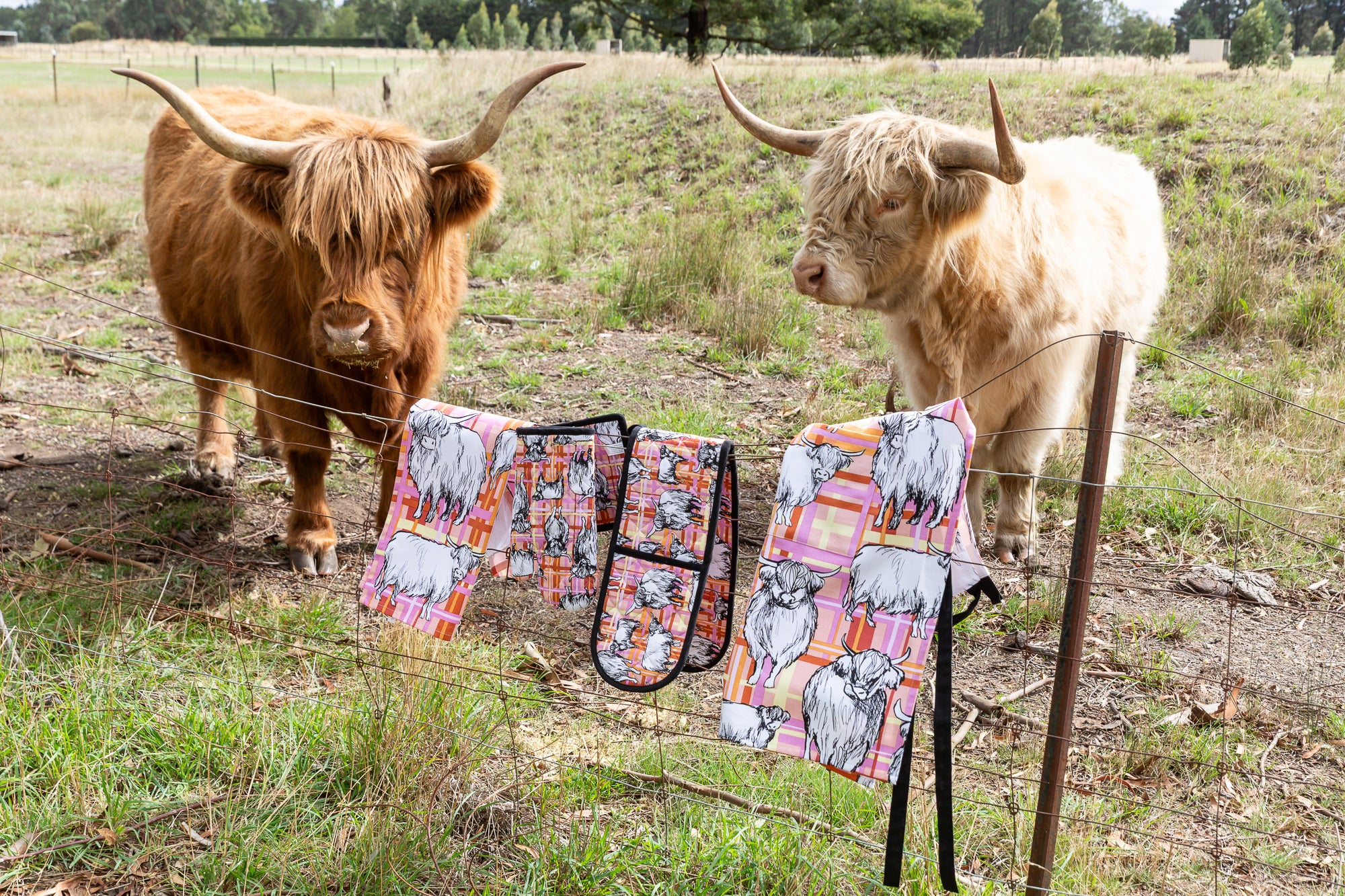 Tea Towel - Highlander Cow